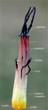  Androecium, Syle and Stigma
